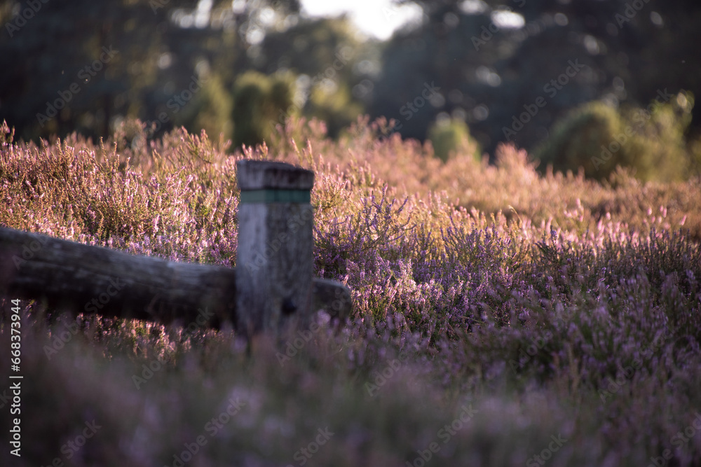 Obraz premium Heideblüte