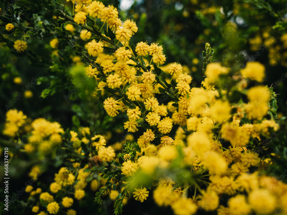 Yellow wattle flower Yellow wattle flower