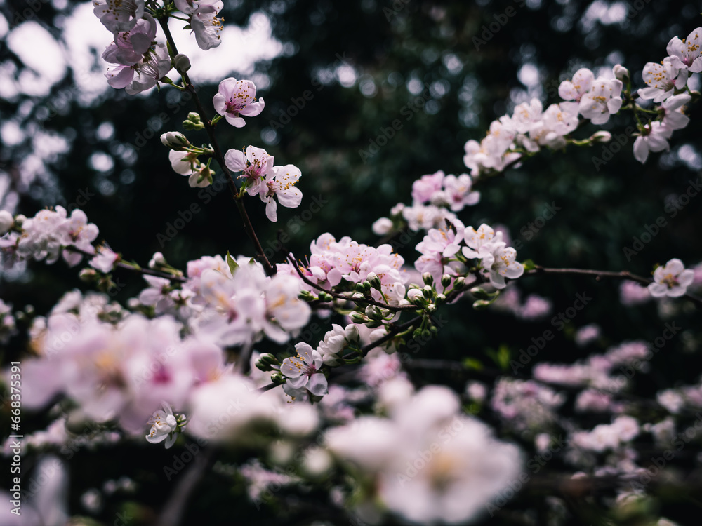 Spring blossom Spring blossom
