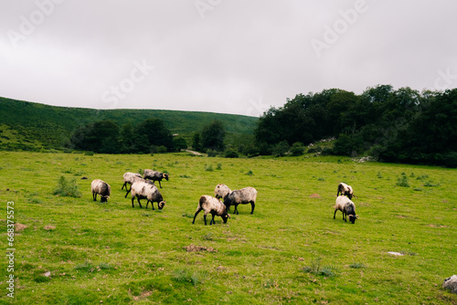 flock of sheep in the meadows of Pyrenees National Park, Pyrenees Atlantiques, France