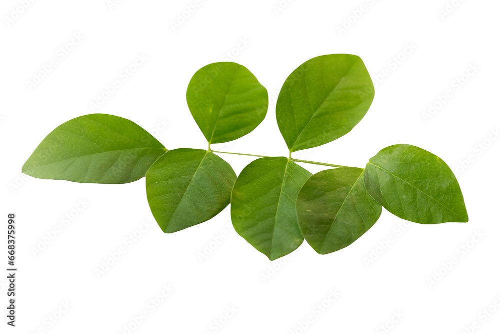 Green leaves of Blue pea, Darwin pea, Aparajita,  Asian pigeonwings or Clitoria ternatea aka butterfly pea  flower isolated. Shallow depth of field, selective focus. 