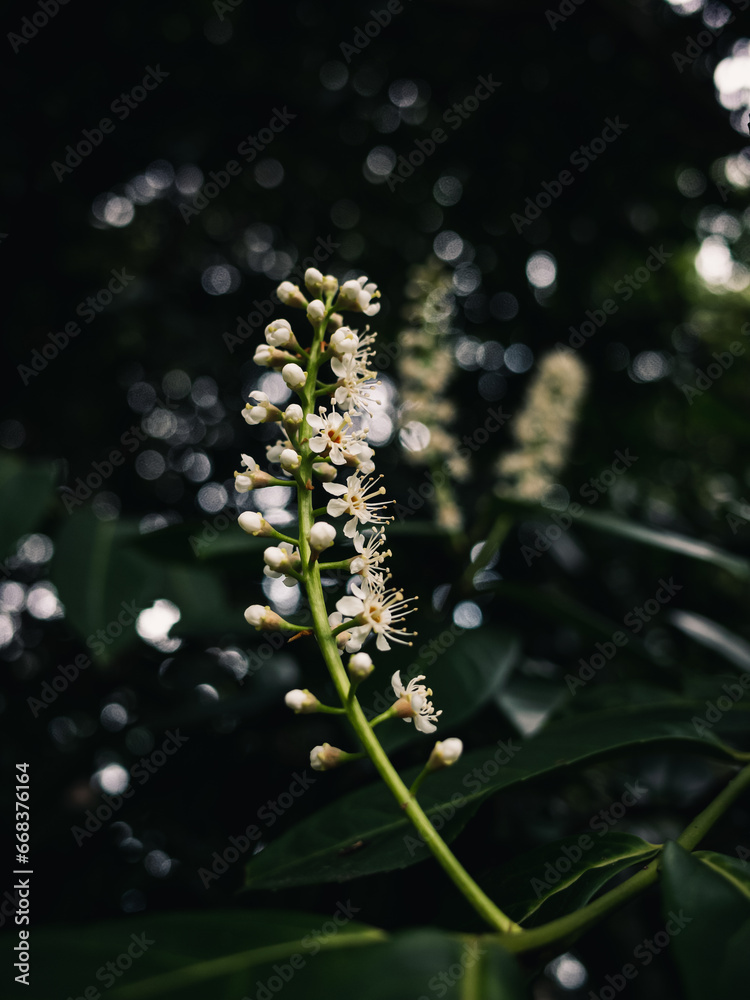 Spring blossom Spring blossom