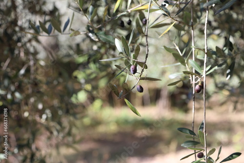 The olive harvest in Italy, to make extra virgin olive oil.