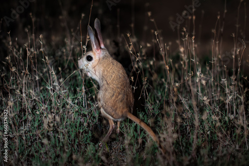 Great jerboa (Allactaga major) during night activities in natural habitats of Betpak-Dala desert