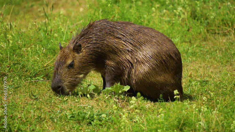 Close view of a Capybara resting on a meadow. Close view of a Capybara resting on a meadow.