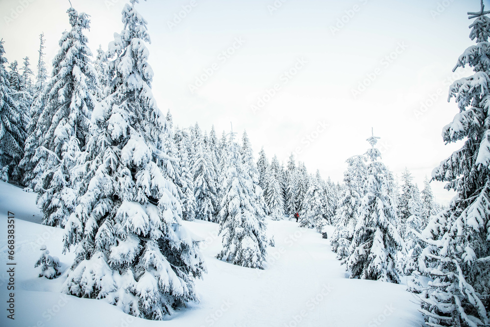 Naklejka premium amazing winter landscape with snowy fir trees in the mountains