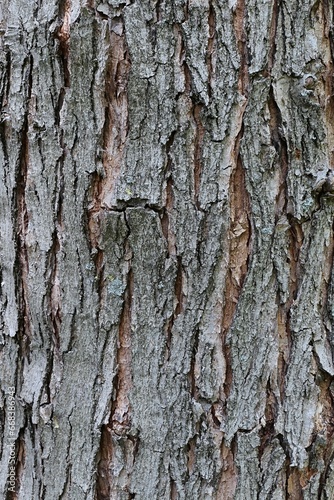 Bark wood texture of silver maple tree, latin name Acer Saccharinum with typical vertical peels, sunlit by spring daylight sunshine.  photo