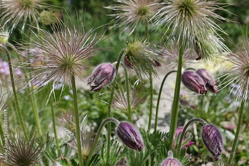 Dense decorative hairy seed heads and closed violet flowers of Pasqueflower plant  latin name Pulsatilla vulgaris  growing in park during late spring season in central Europe. 