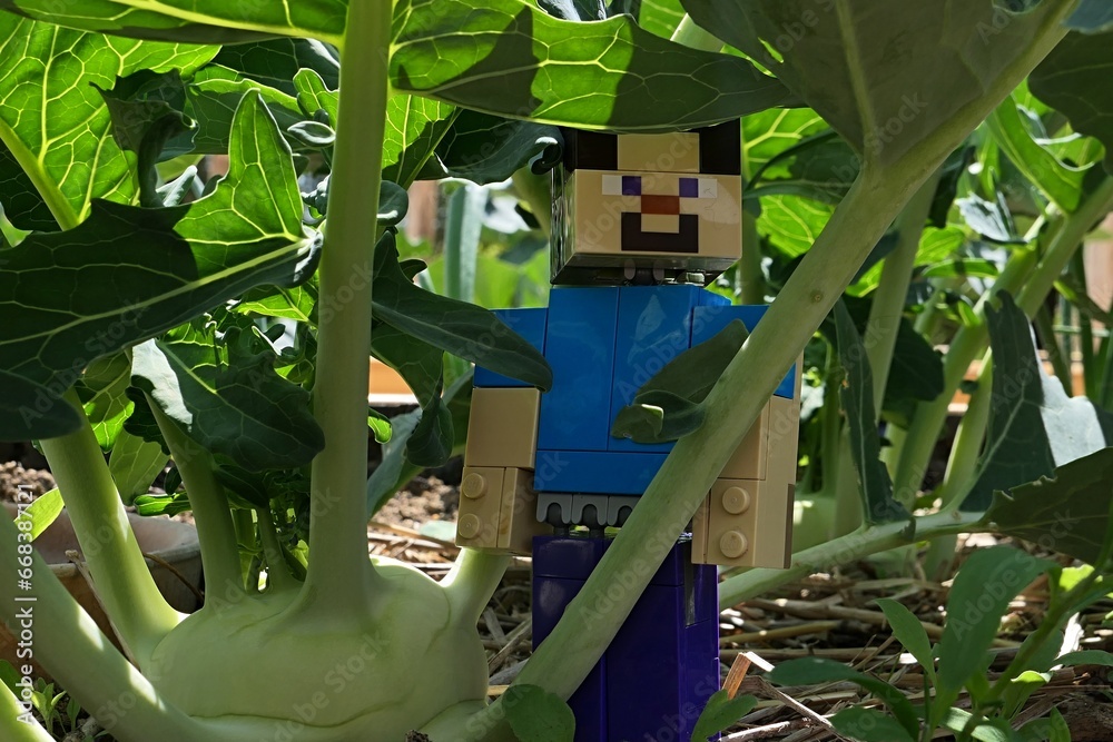 Naklejka premium LEGO Minecraft figure of smiling Steve examining ripening Kohlrabi vegetable plant, also called Turnip Cabbage, latin name Brassica oleracea var. gongylodes in spring garden.