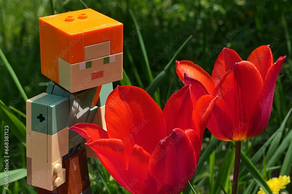 Obraz premium LEGO Minecraft large figure of main female character Alex adoring two bright red blossoming tulip flowers in spring garden, daylight sunshine.