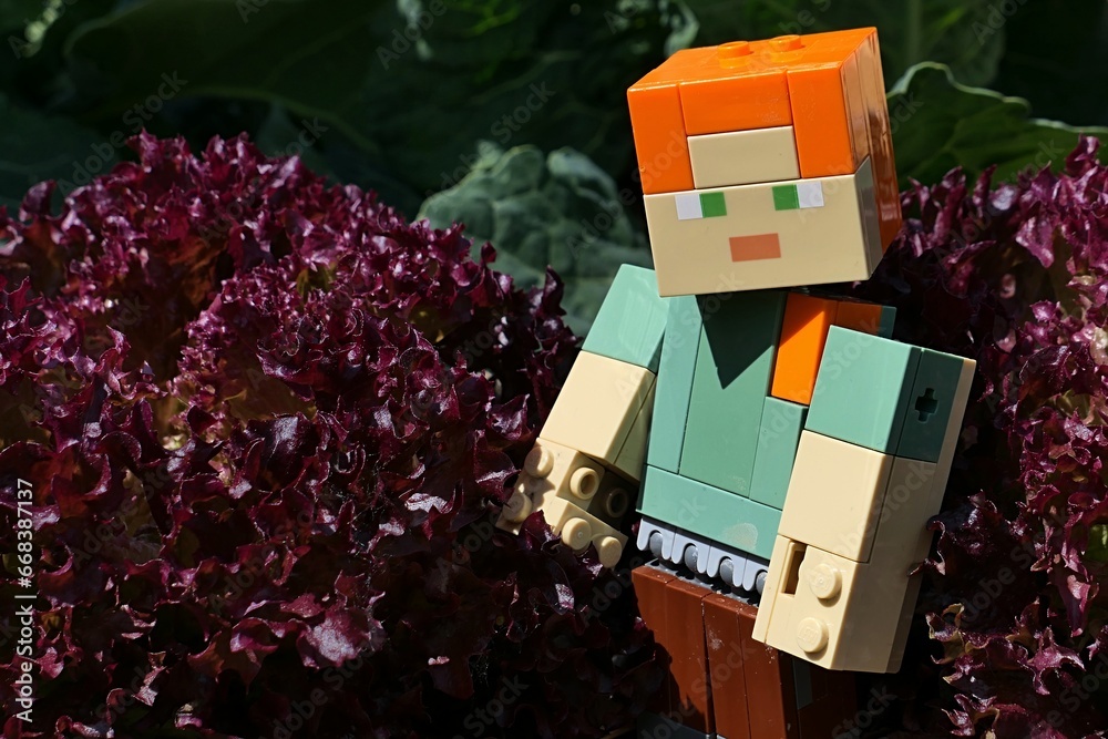 Obraz premium LEGO Minecraft figure of female character Alex standing next to spring ripening red leaf salad, cultivar Lollo Rosso, sunbathing in spring daylight sunshine.