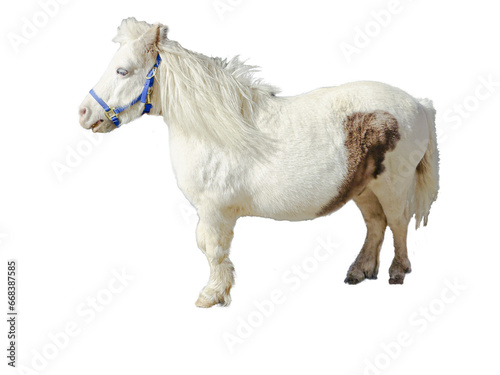 White miniature real  horse isolated on white has long tail and thick pot belly body. Horse has blue harness and white mane. Some brown on his body as well. Clean & fluffy.