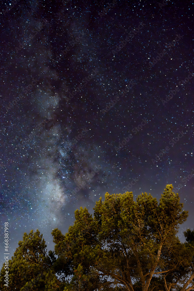 Fototapeta premium Canary pines with Milky Way in the background