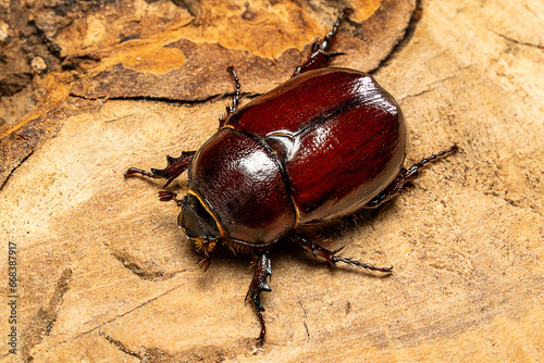 Female rhinoceros beetle. Its scientific name is Oryctes prolixus Wollaston photo