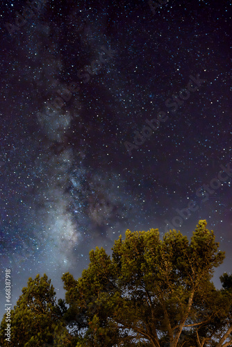 Canary pines with Milky Way in the background