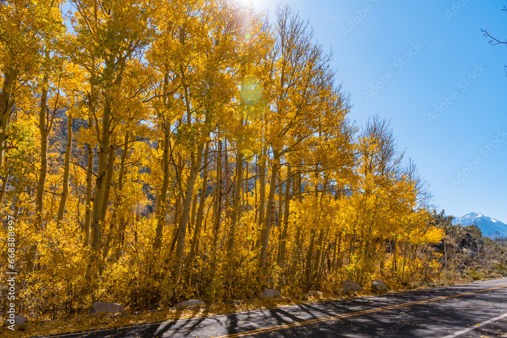 Fototapeta premium Forrest of Aspens turning a bright yellow rock creek, outside of bishop, california, in the eastern sierra nevada mountains.
