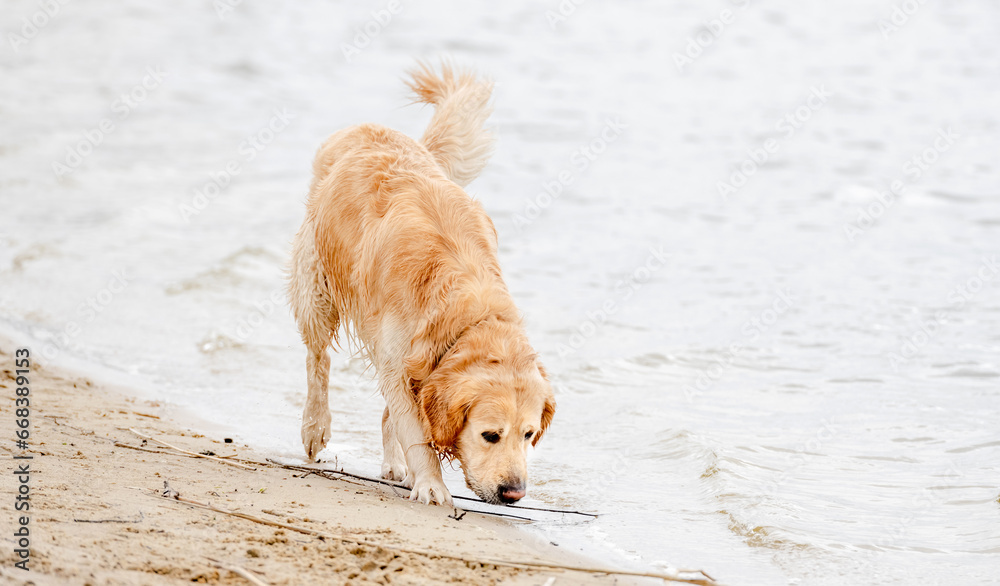 Golden retriever dog on the beach Golden retriever dog on the beach