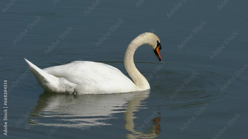 Mute Swan in natural ambient (Cygnus olor) - (4K)