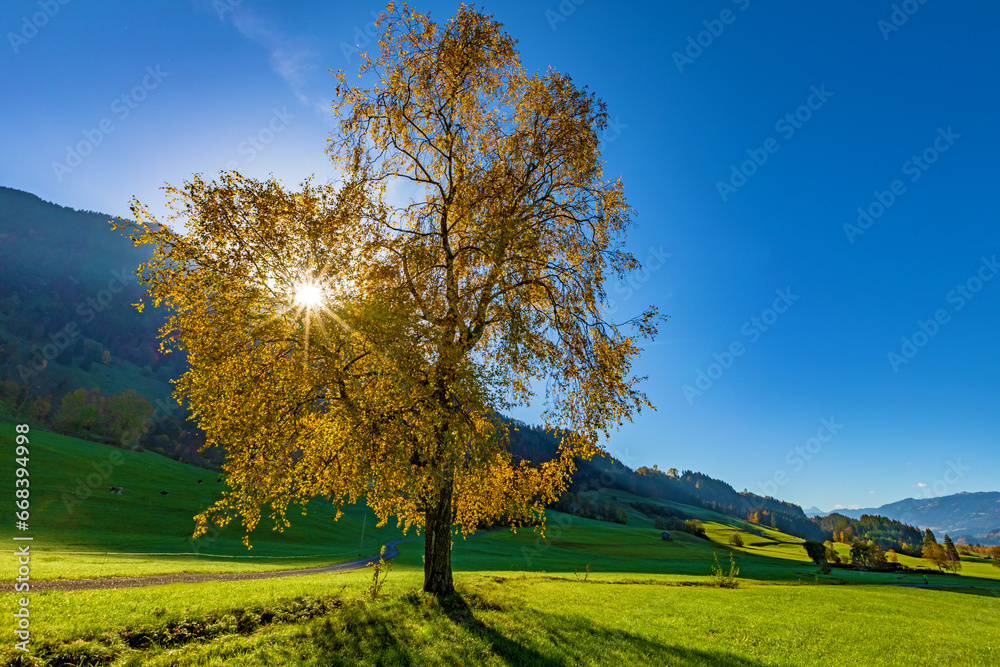 Herbst - Allgäu - Baum - Sonnenaufgang - Oktober