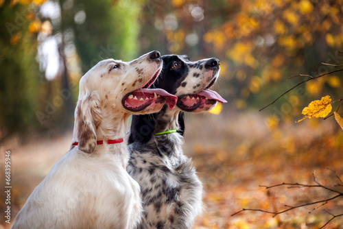 Group portrait of English Setter dogs in the autumn forest. Two white and black dogs look at their owner. Hunting dogs. Soft focus. photo