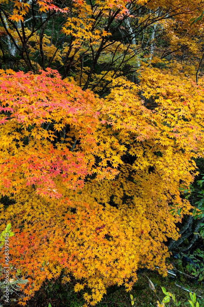 栃木県日光市 龍頭の滝の紅葉 栃木県日光市 龍頭の滝の紅葉