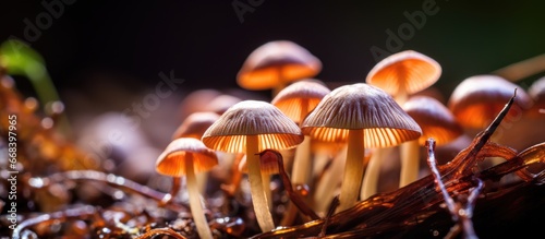 Macro view of tiny mushrooms found in a Sri Lankan home garden