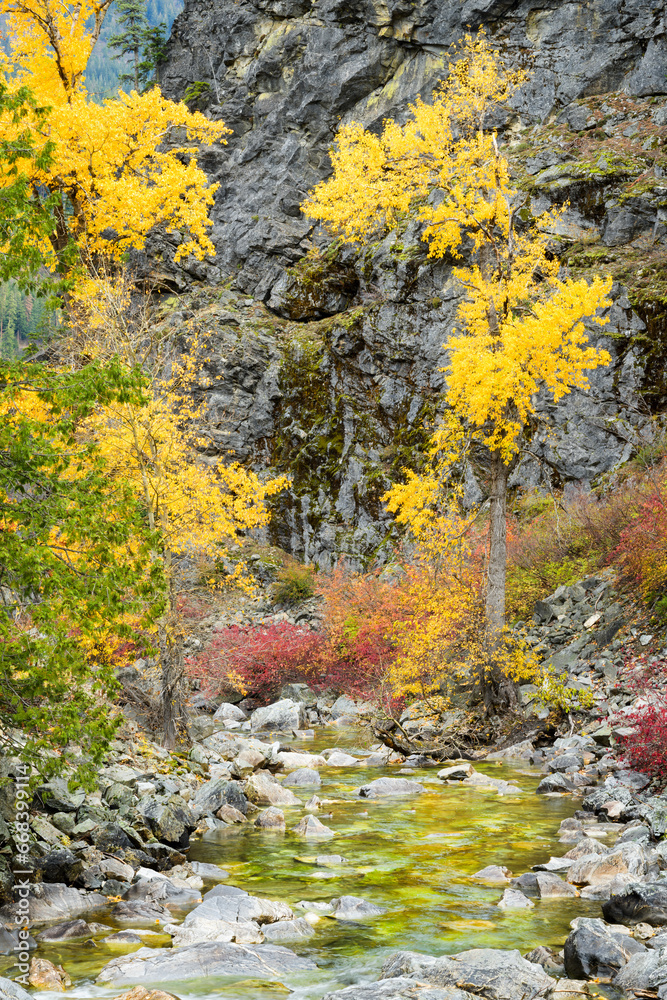Yellow fall color of trees reflect in Nason Creek in Cascade Mountains Yellow fall color of trees reflect in Nason Creek in Cascade Mountains