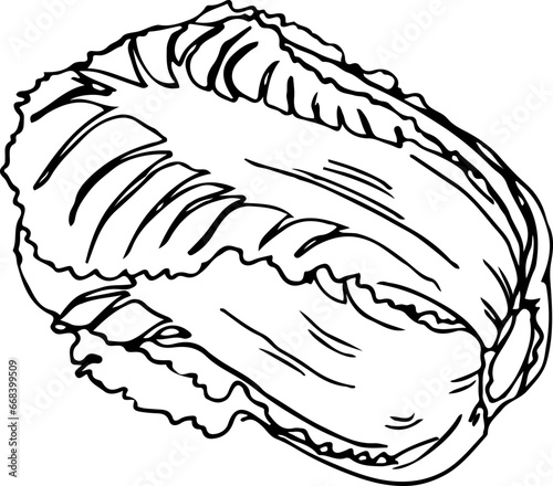 napa cabbage, kimchi stuff , vegetables, illustration