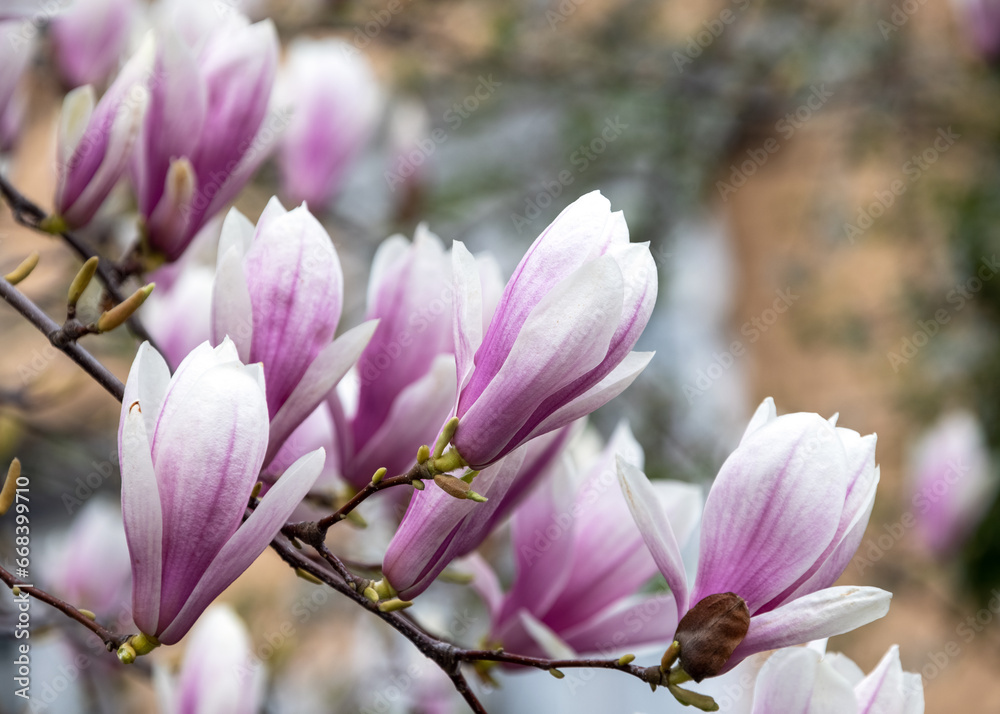 Delicate pink magnolias bloomed in the garden in spring. Beautiful floral background, bokeh. Selective focus