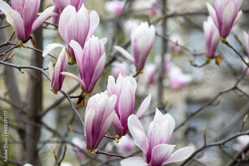 Pink magnolias. Blooming magnolia tree in the garden in spring. Beautiful delicate blurred floral background, bokeh.