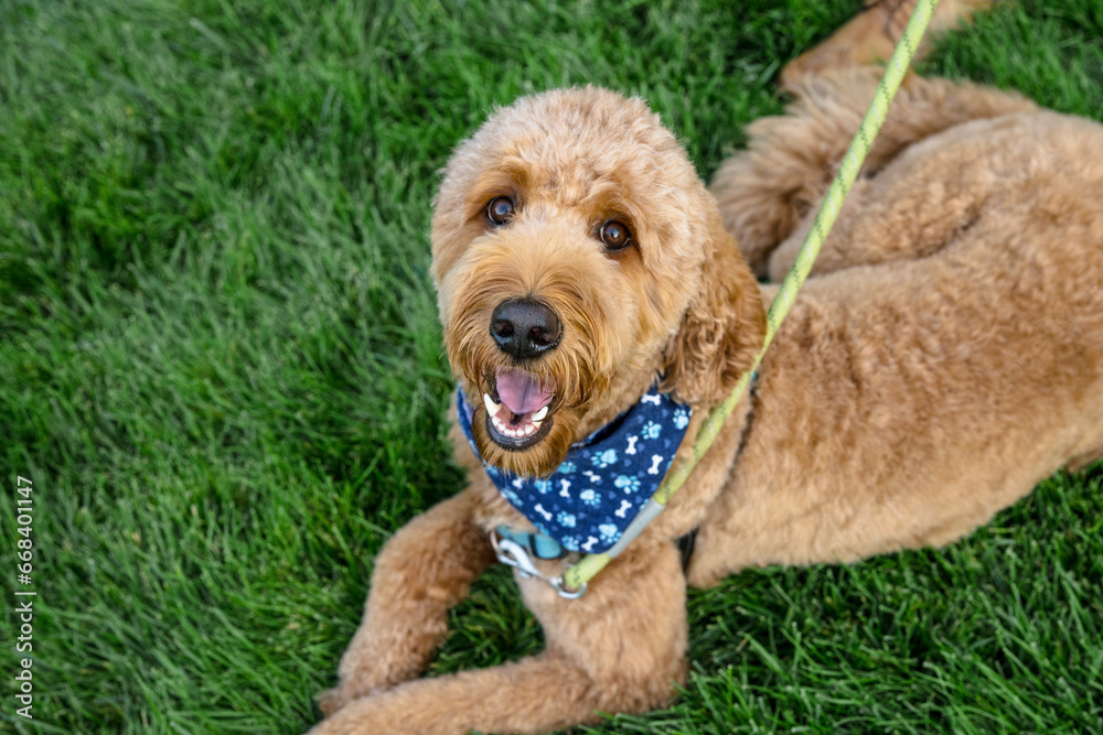 golden doodle with blue bandana laying in grass golden doodle with blue bandana laying in grass