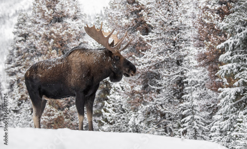 Wallpaper Mural Moose in snow in the Rocky Mountains  Torontodigital.ca