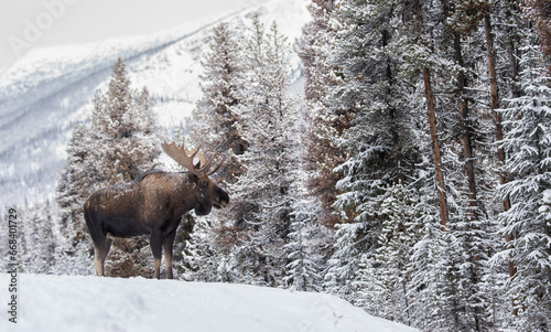 Moose in snow in the Rocky Mountains 