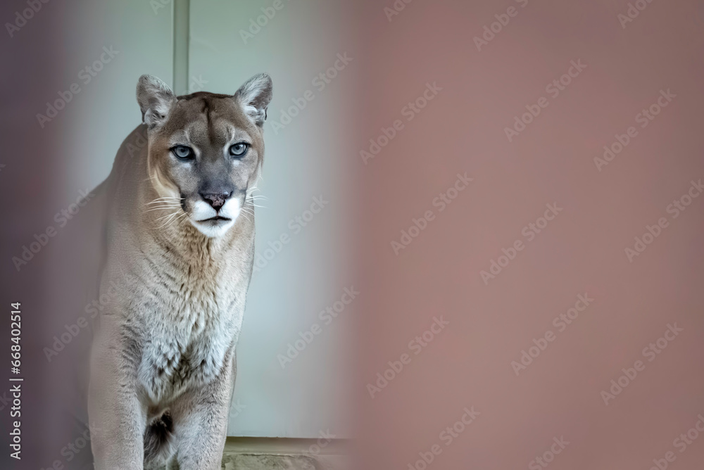 Obraz premium 美しいピューマ