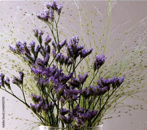 Limonium flowers 