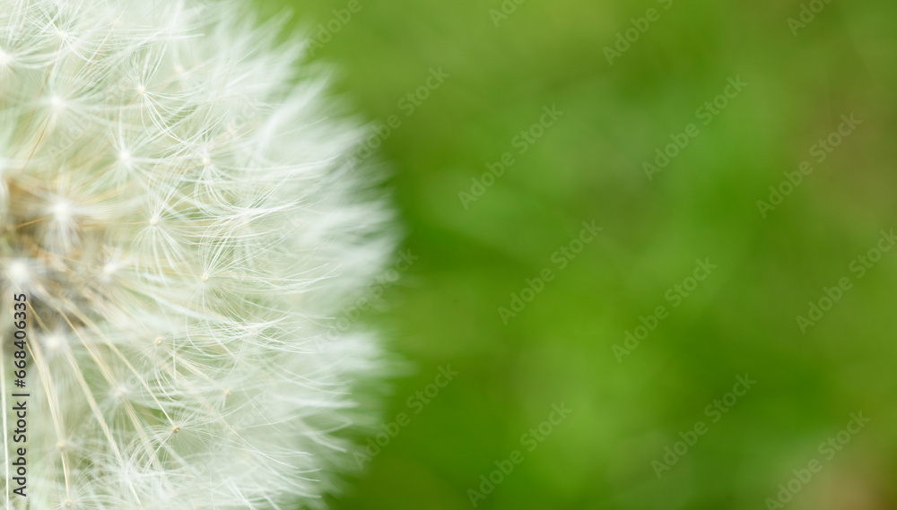 Fototapeta premium dandelion on green background for wallpaper background