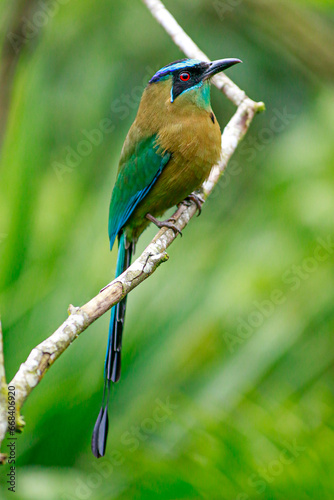 Motmot - Birds
