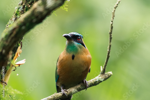 Motmot