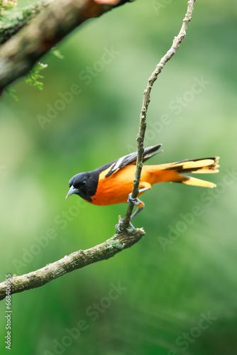 Baltimore oriole