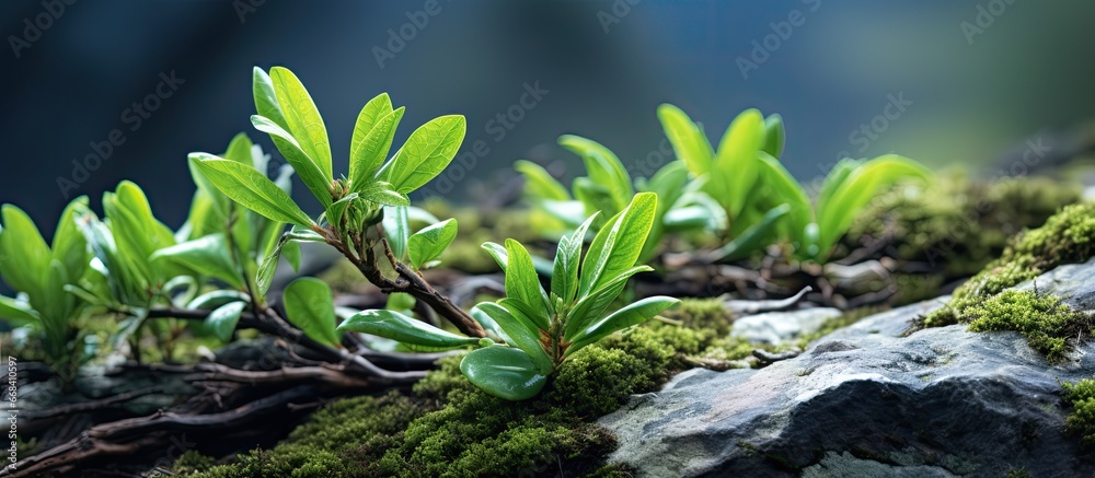 The alpine rhododendron loses leaves in non blooming season The alpine rhododendron loses leaves in non blooming season