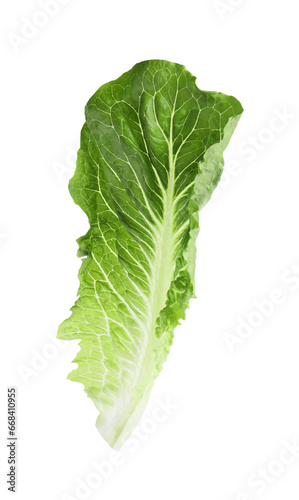 Fresh leaf of green romaine lettuce isolated on white