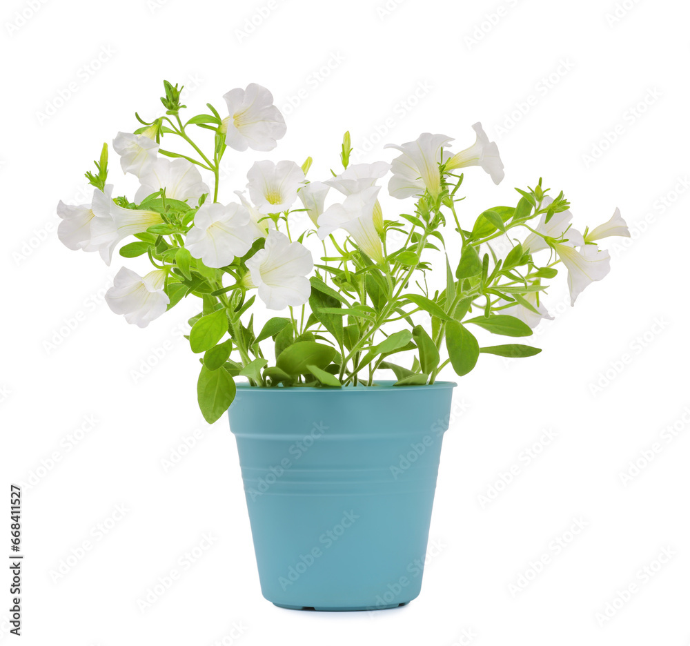 Beautiful petunia flowers in light blue pot isolated on white