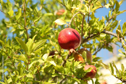 Pomegranate tree with ripening fruit outdoors on sunny day