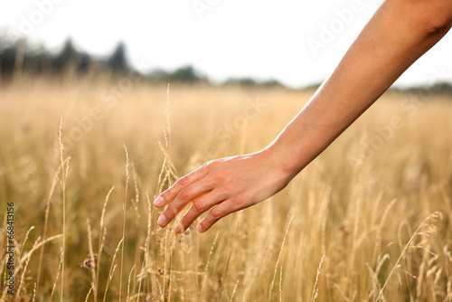 Feeling freedom. Woman walking through meadow and touching reed grass  closeup