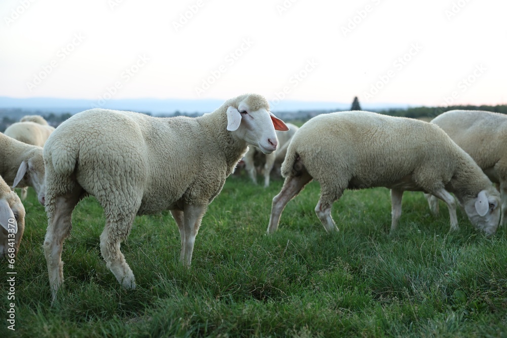 Obraz premium Cute sheep grazing on green pasture. Farm animals
