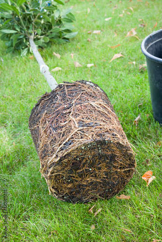 Pot-bound or root-bound plant, UK photo