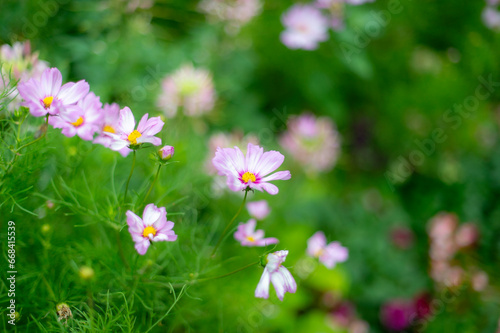 A flower field where pink and green intertwine