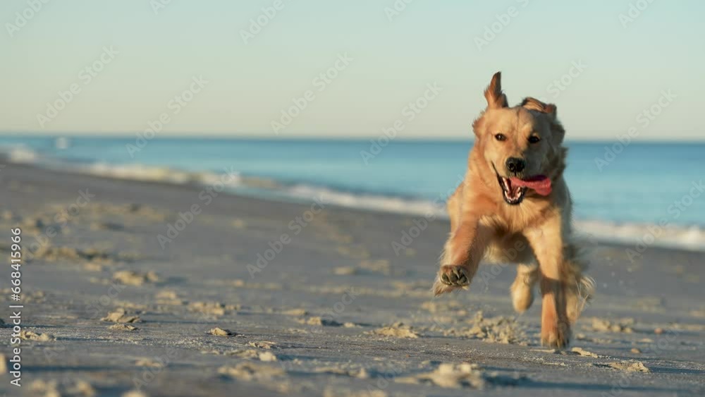 Golden Retriever Running on the Beach