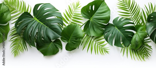 White background with botanical tropical leaves