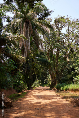 Fototapeta Naklejka Na Ścianę i Meble -  Dirt Road in Entebbe Botanical Gardens 